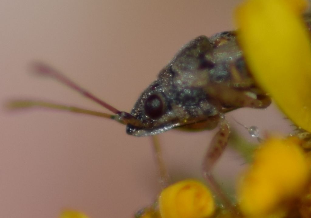 Lygaeidae: Nysius senecionis